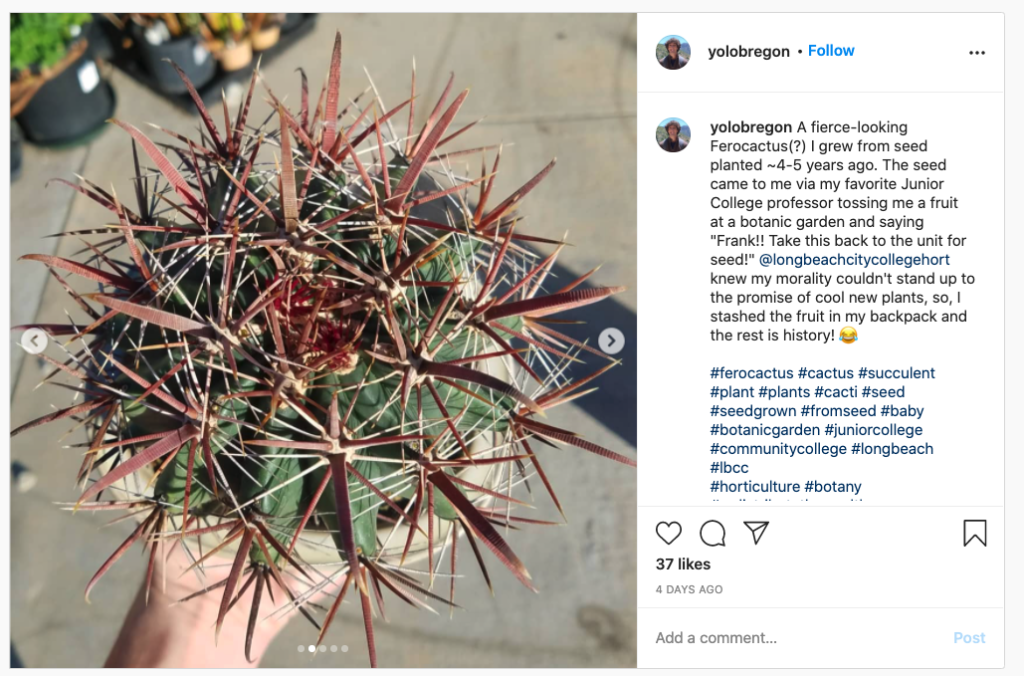 Frank(ie) Obregón @yolobregon on Instagram.
A fierce-looking Ferocactus I grew from seed planted ~4-5 years ago. The seed came to me via my favorite Junior College professor tossing me a fruit at a botanic garden and saying "Frank!! Take this back to the unit for seed!" @longbeachcitycollegehort knew my morality couldn't stand up to the promise of cool new plants, so, I stashed the fruit in my backpack and the rest is history! ????
