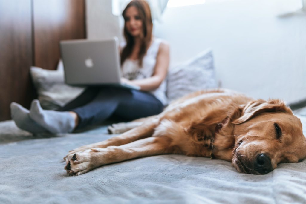 A student is on her computer for virtual learning while her dog takes a nap.