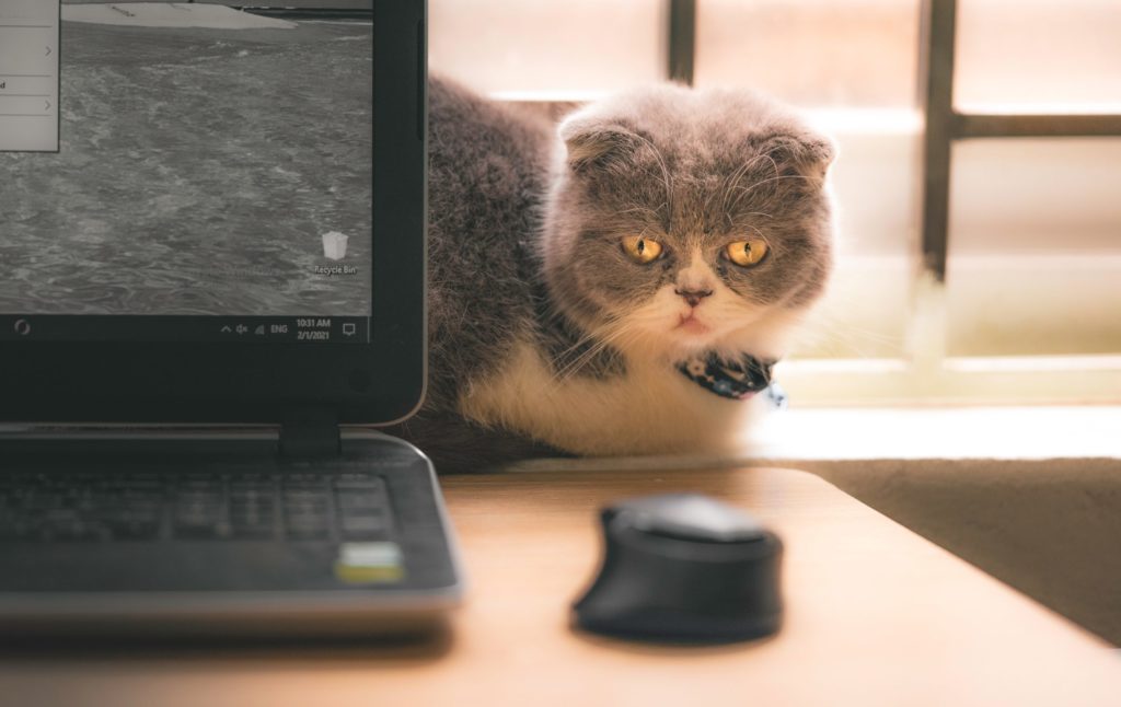 A grumpy looking cat sitting next to a computer.